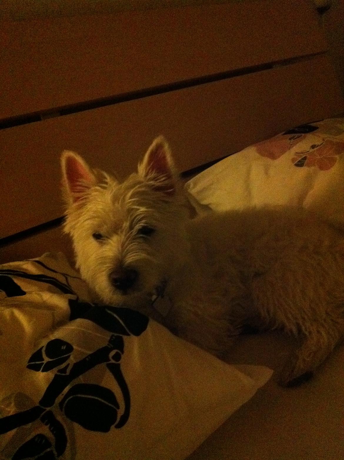 West highland white terrier Bastian billede 13