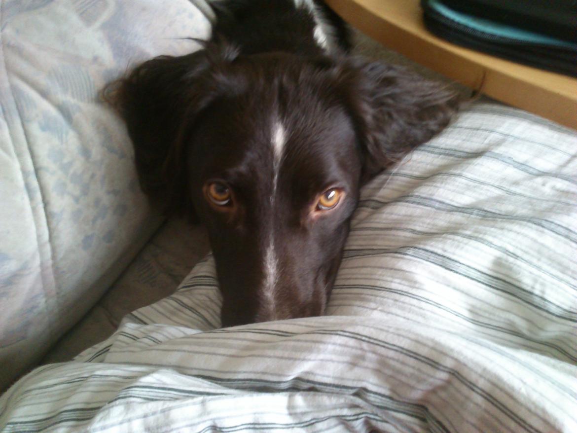 Kleiner münsterländer Futte billede 1