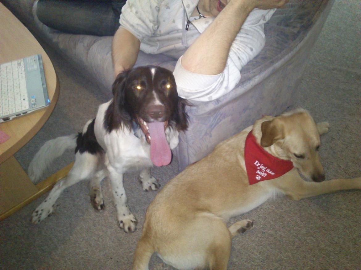 Kleiner münsterländer Futte billede 2