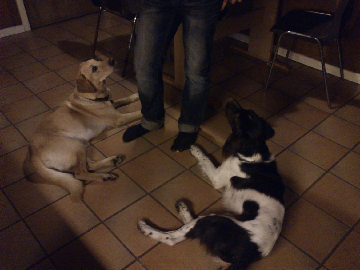 Kleiner münsterländer Futte billede 3