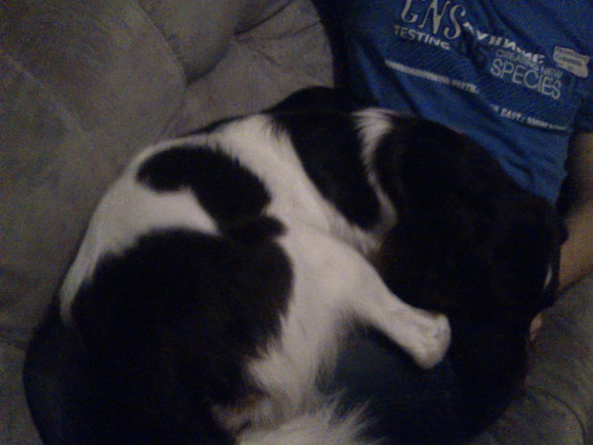 Kleiner münsterländer Futte billede 4