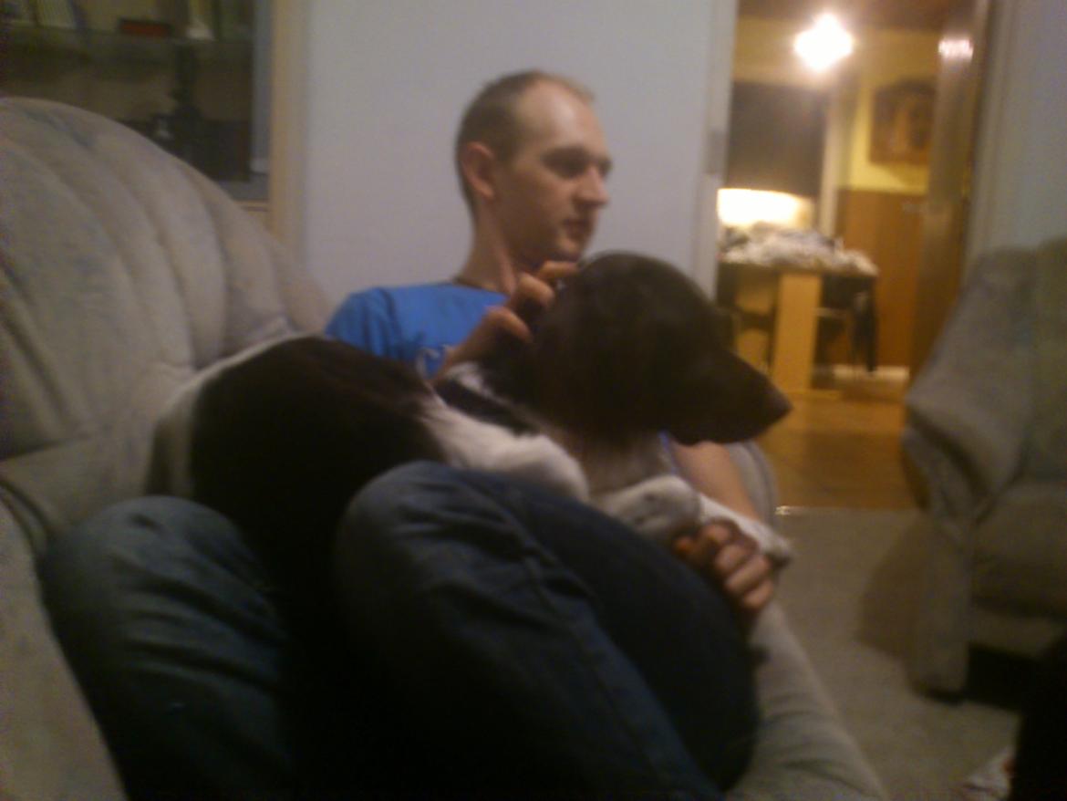 Kleiner münsterländer Futte - Hygge i sofaen med far.. billede 5