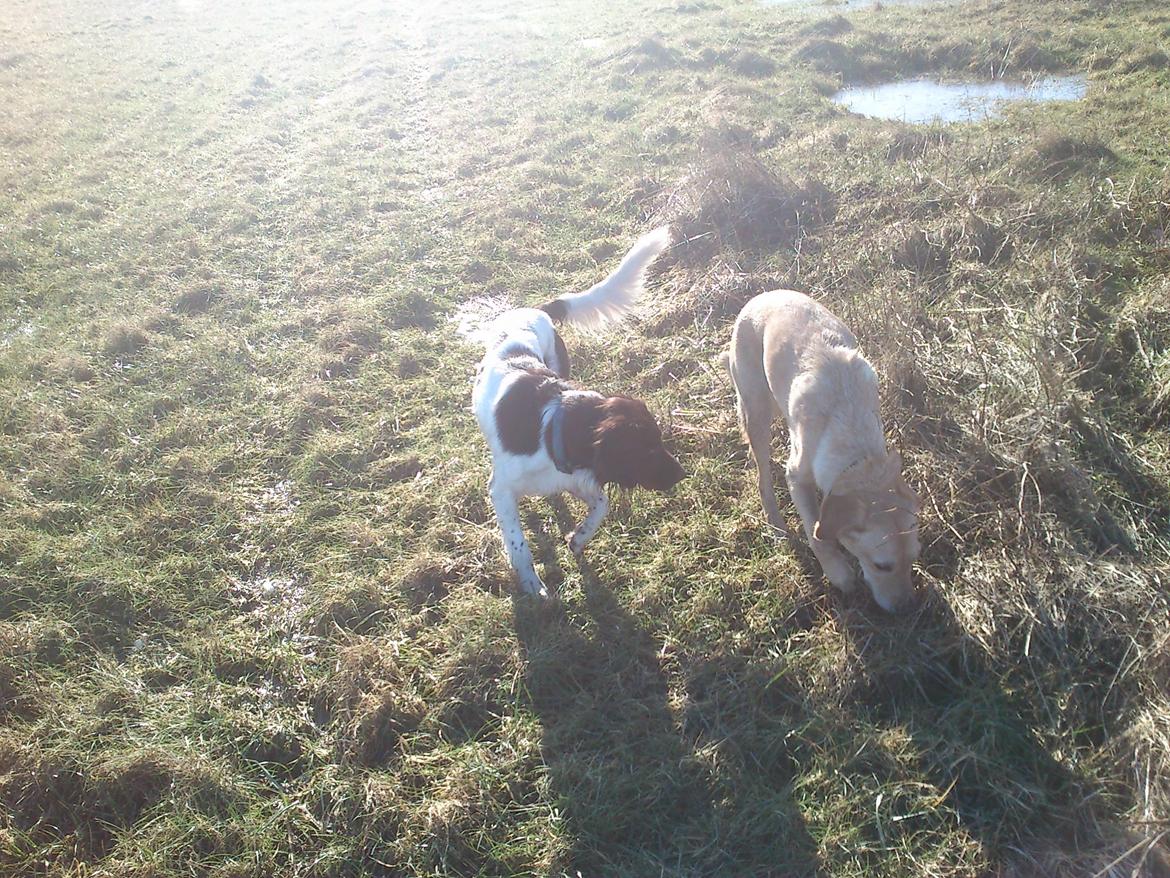 Kleiner münsterländer Futte billede 6