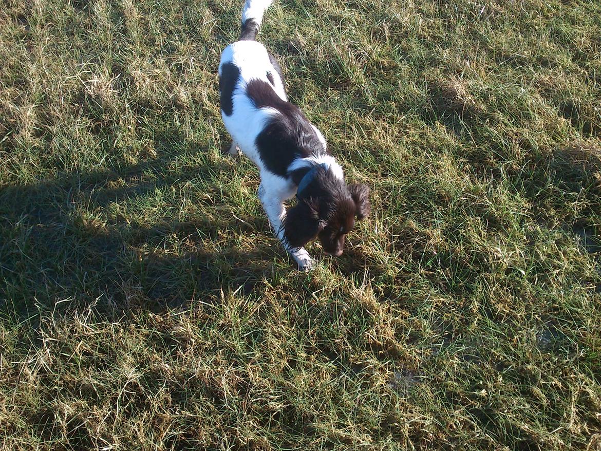 Kleiner münsterländer Futte billede 7