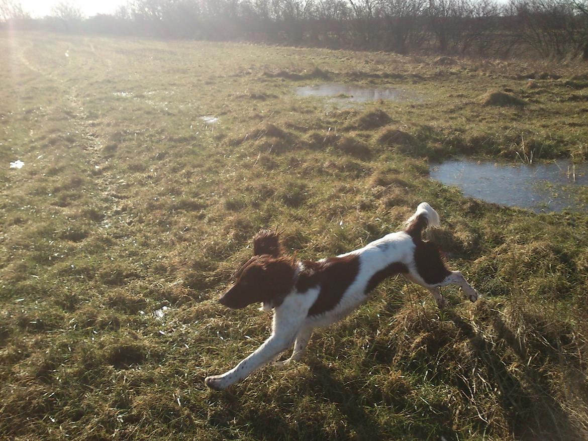 Kleiner münsterländer Futte billede 8