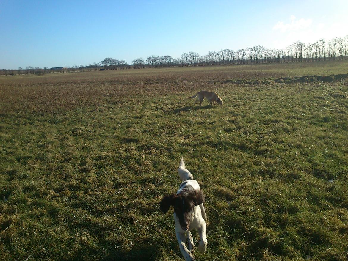 Kleiner münsterländer Futte billede 9