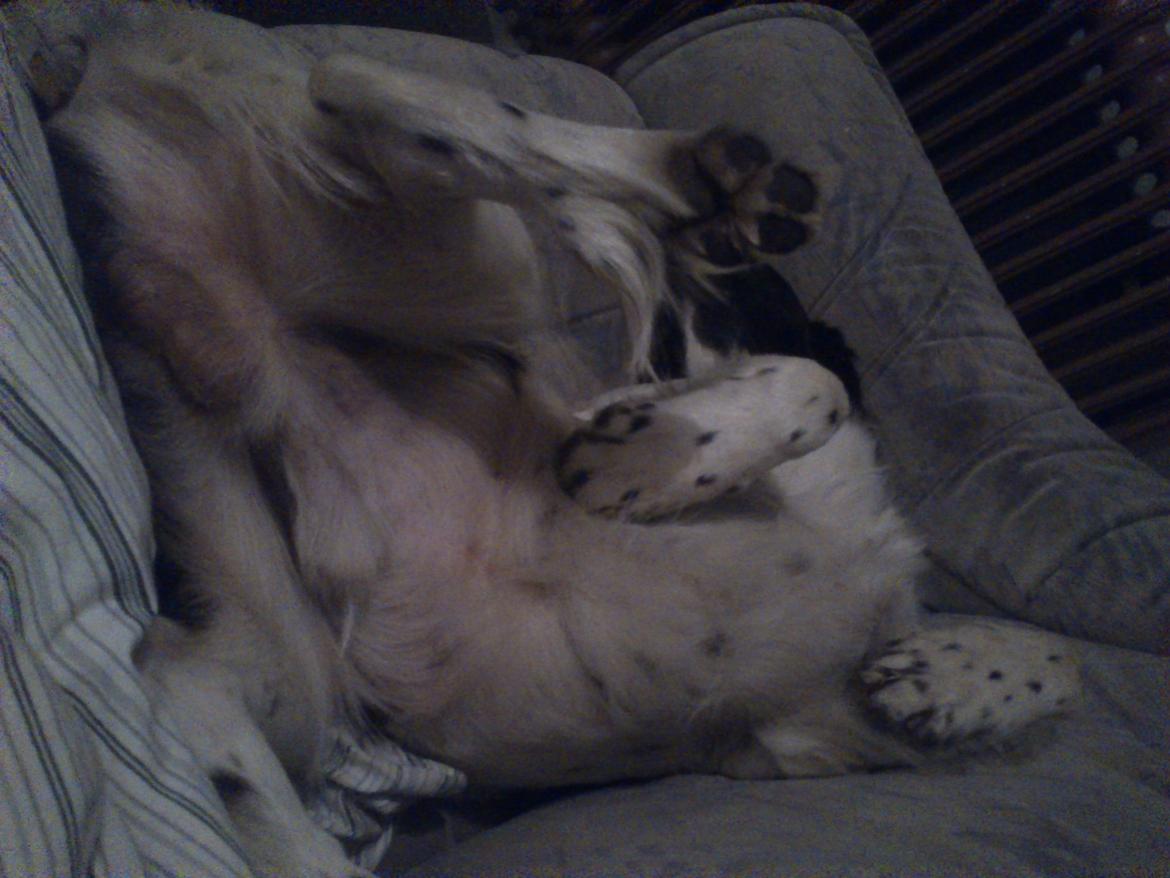 Kleiner münsterländer Futte - Ja ja man skal vel ligge behageligt..:P billede 10