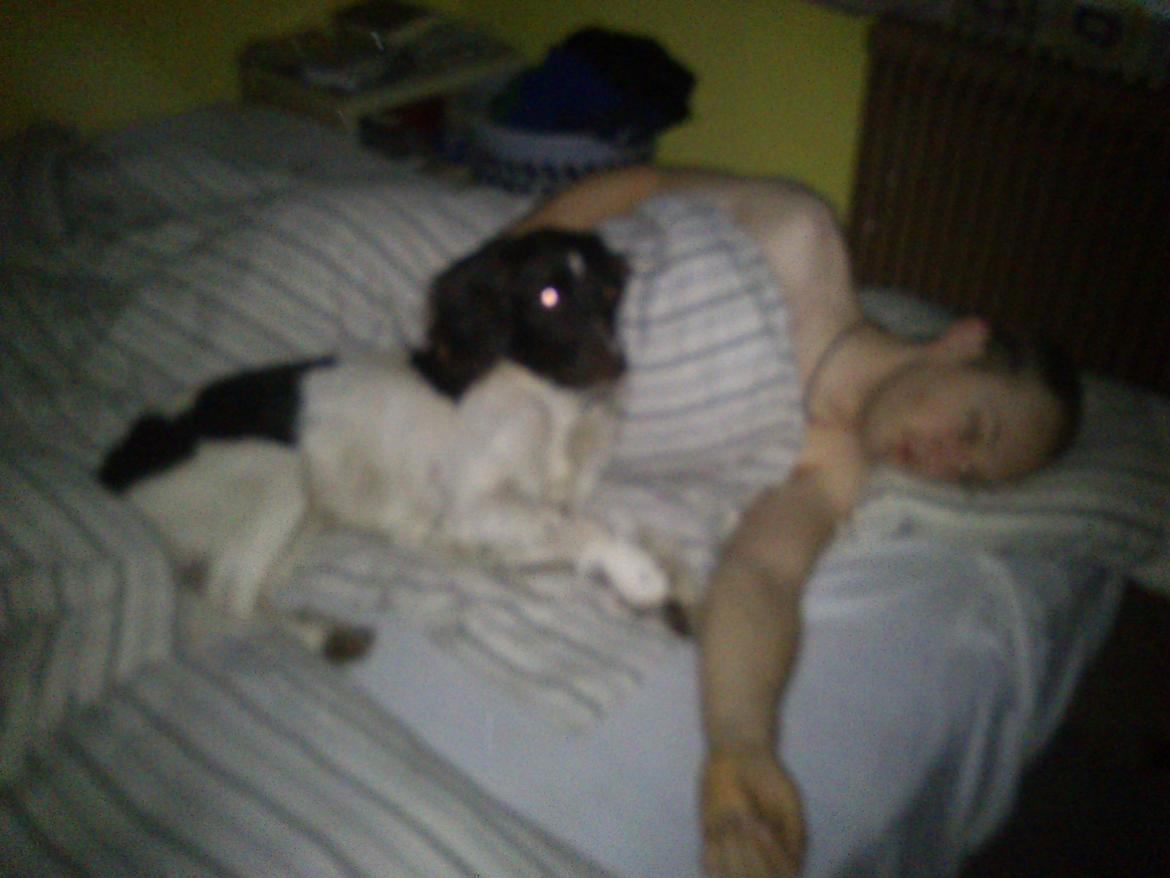 Kleiner münsterländer Futte - Elsker at sove tæt med far i sengen..  billede 11