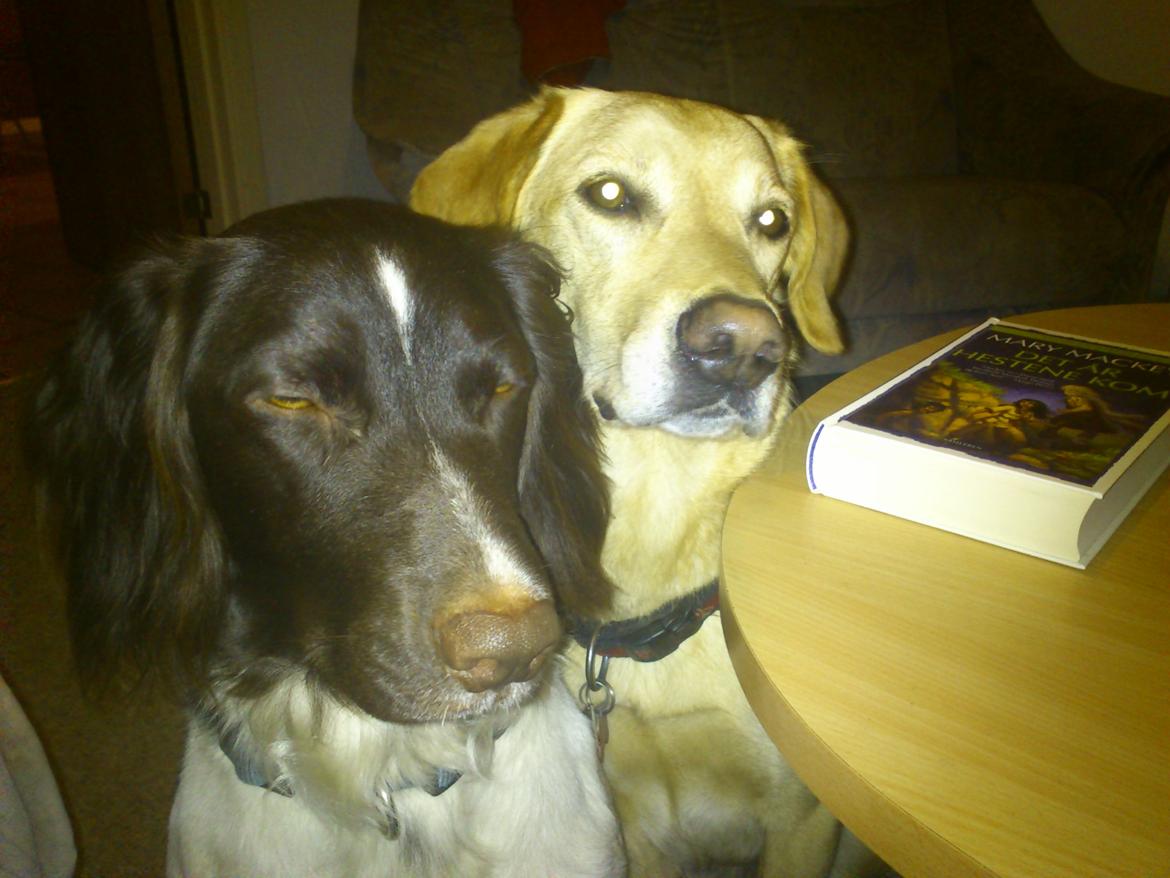 Kleiner münsterländer Futte billede 12