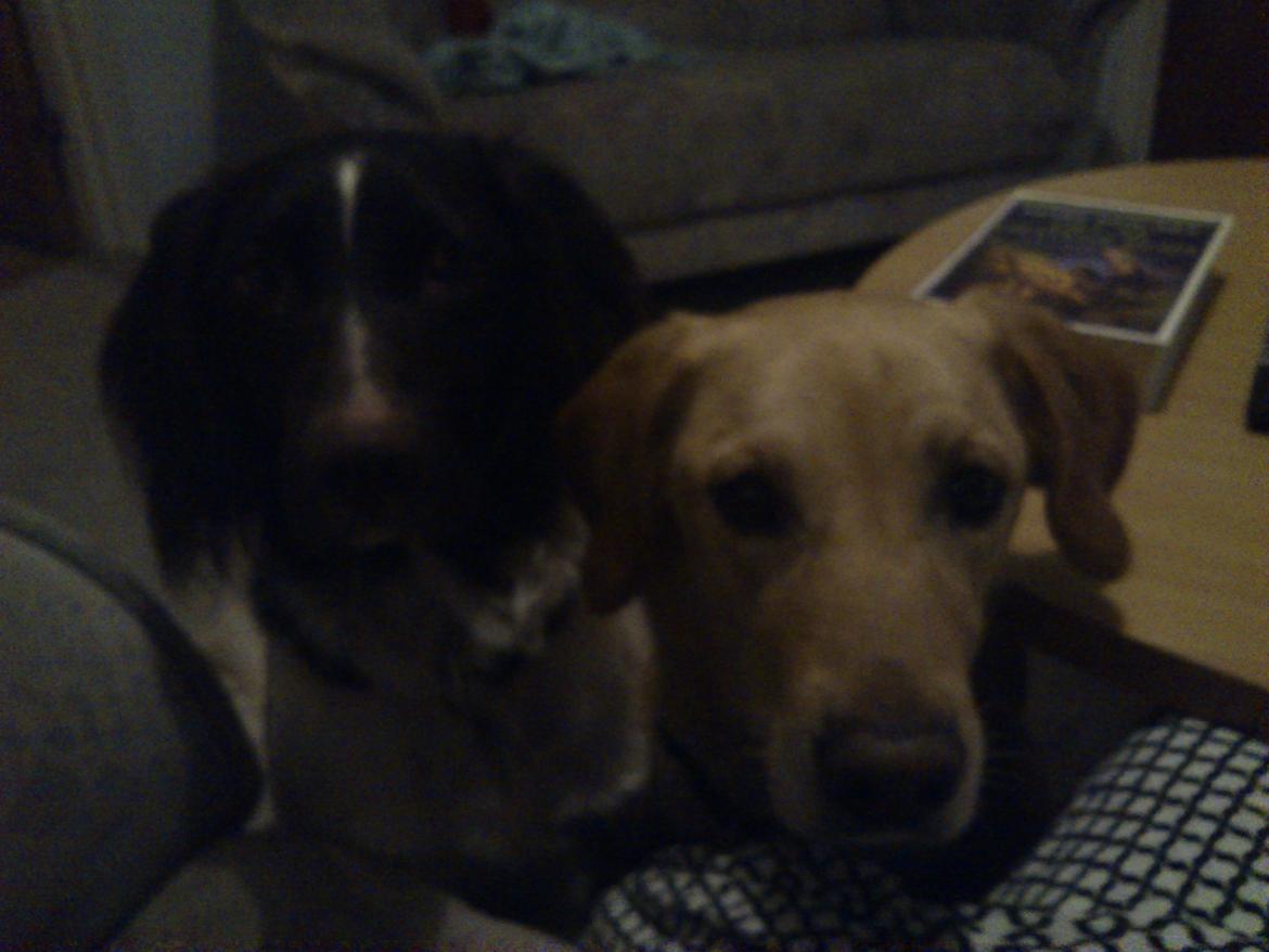 Kleiner münsterländer Futte billede 13