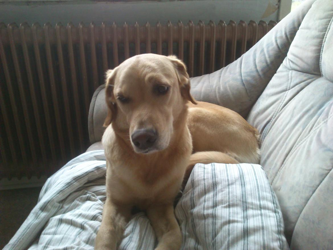 Blanding af racer Sasha billede 18