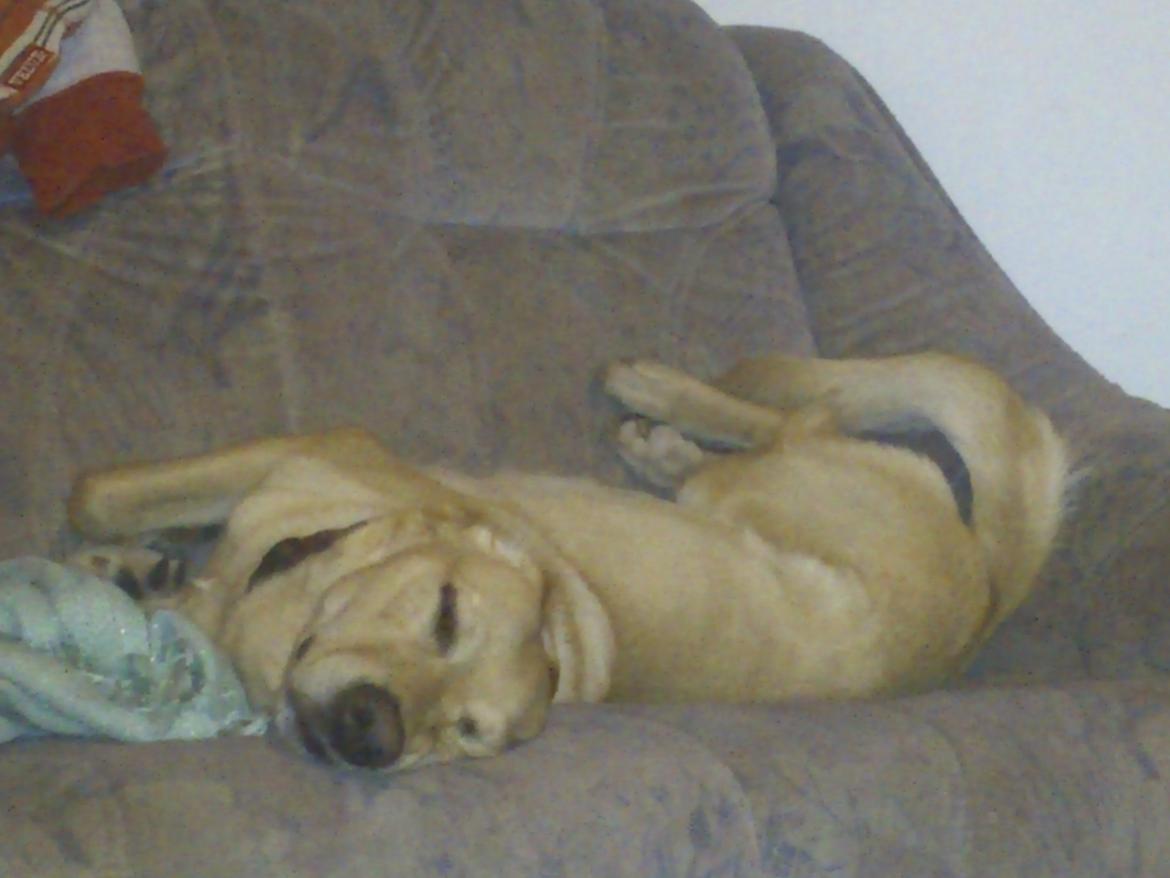 Blanding af racer Sasha billede 20