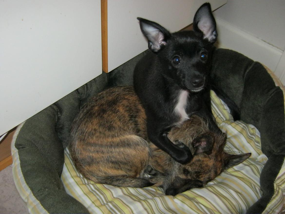 Blanding af racer Skipper billede 7