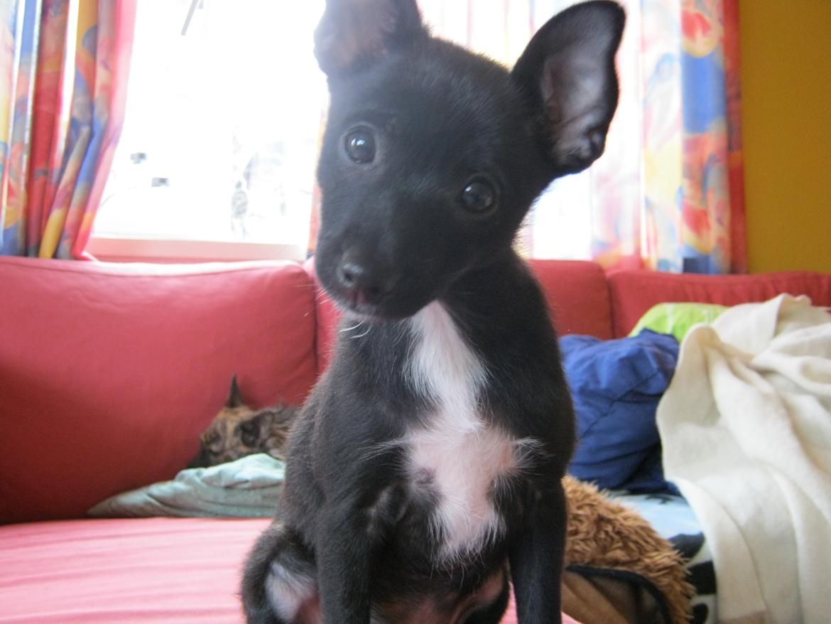 Blanding af racer Skipper billede 8