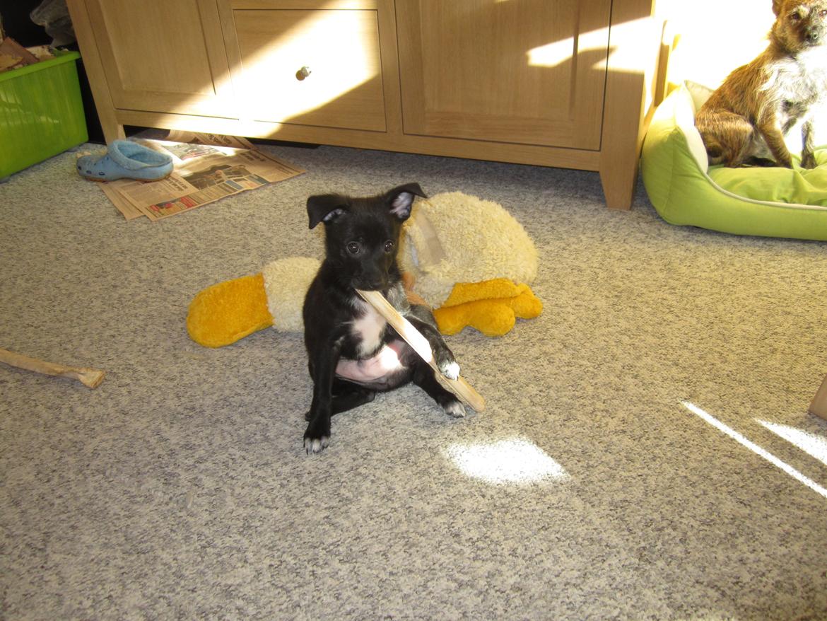 Blanding af racer Skipper billede 9