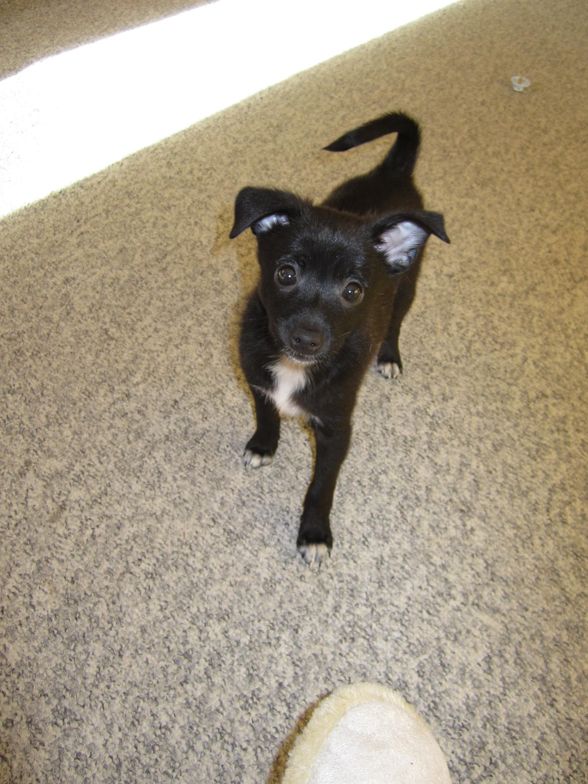 Blanding af racer Skipper billede 10