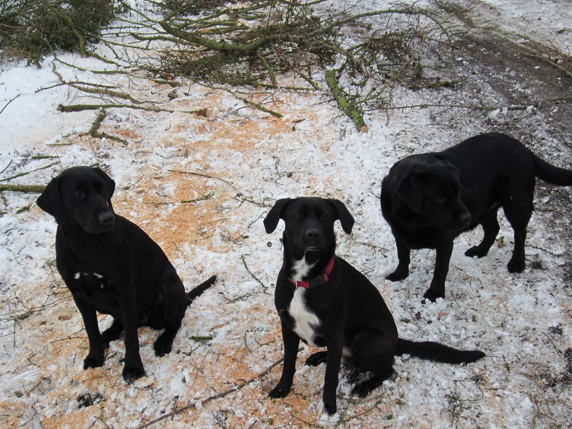 Blanding af racer Vicki - På gåtur i sneen Januar 2012.  billede 11