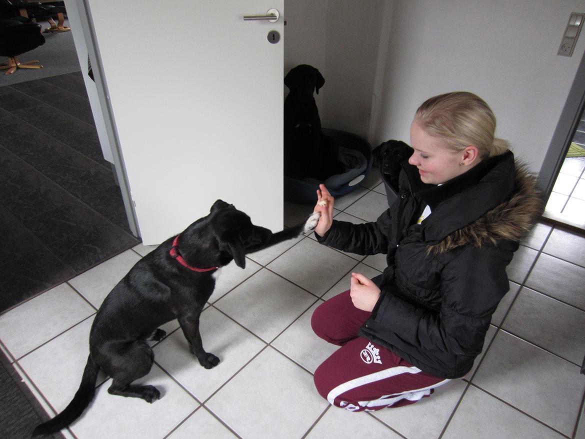 Blanding af racer Vicki - Vi øver tricks. GIVE ME HIGHFIVE!  billede 13