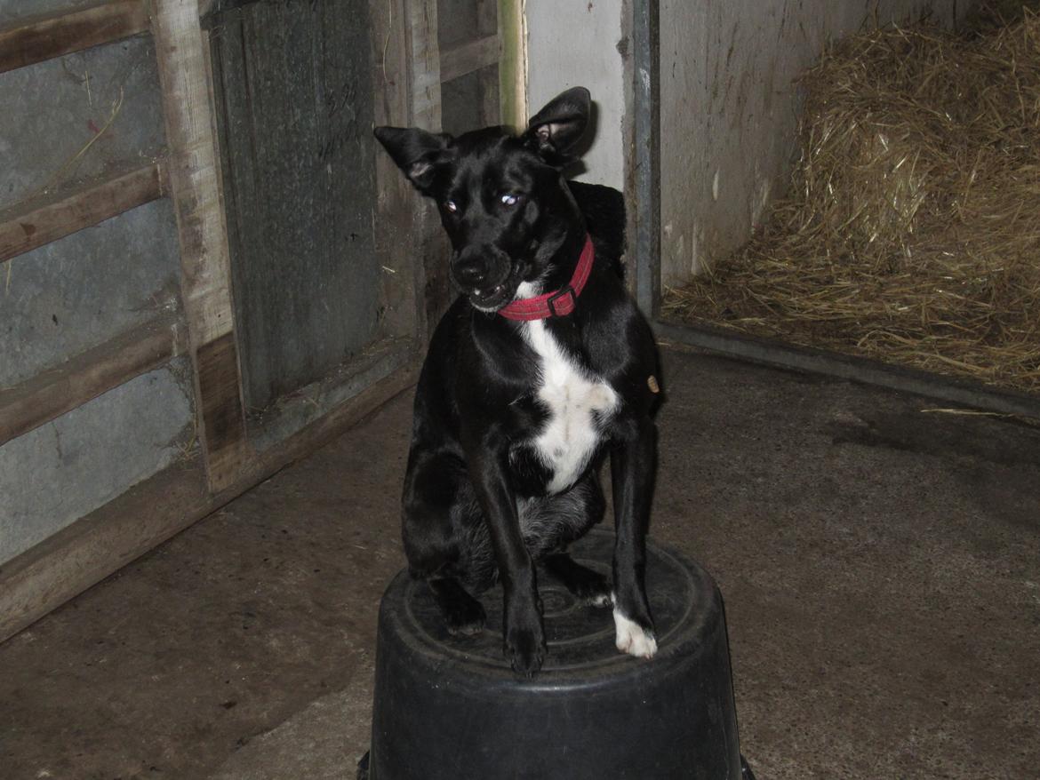 Blanding af racer Vicki - " VOV " sagde hunden. billede 14