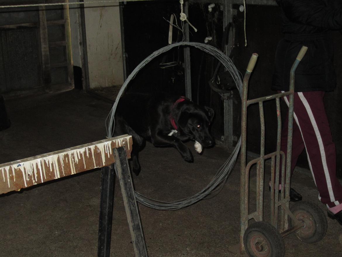 Blanding af racer Vicki - Min egen hjemmelavede agility-bane bliver afprøvet af Vicki - hun ses her i 'ringen'. billede 15