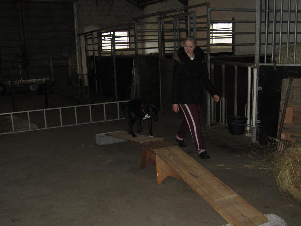 Blanding af racer Vicki - Agility hjemme i laden, her ses Vicki på vej over 'broen'. billede 16