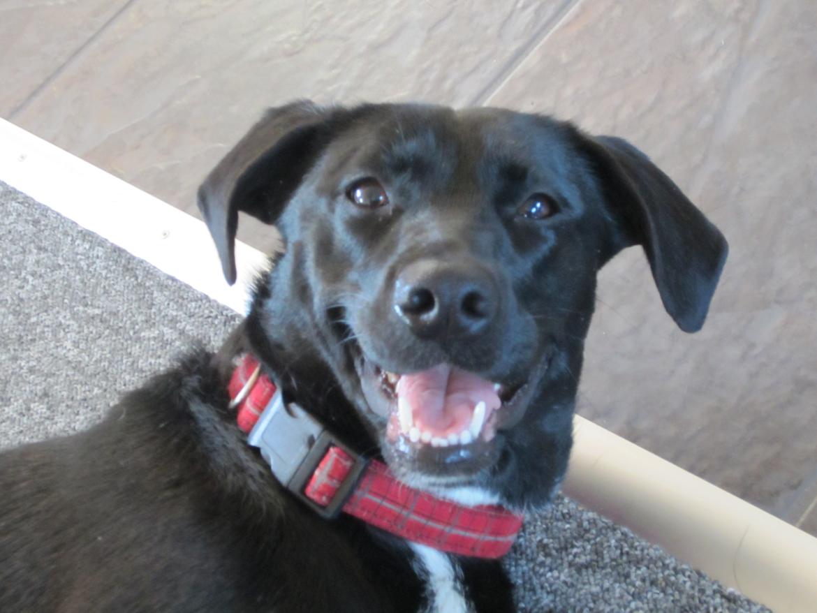 Blanding af racer Vicki - Vi hygger!  billede 17