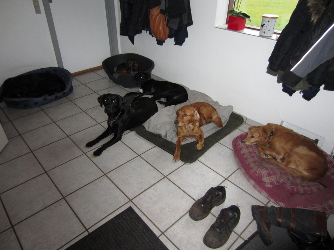 Blanding af racer Vicki - Hundetræf! Her ses bare nogle af hundene indenfor, mens de andre 6 er ude & lege. Pyha, der var mange! Fra venstre ses: Alpha ( ligger bag døren, & er derfor ikke synlig ), Venus, Cindy, Vicki ( bagerst ), Delta, Molly & Sammy. billede 18