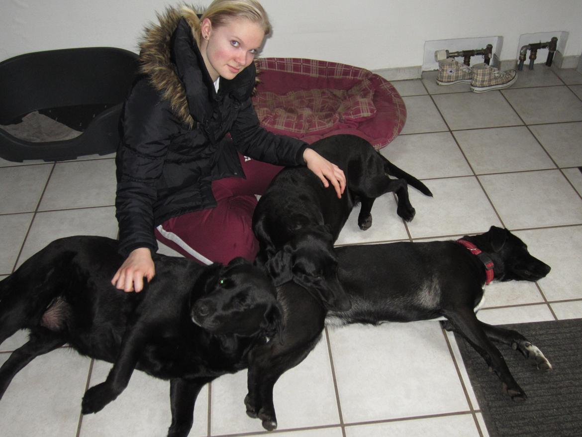 Blanding af racer Vicki - Hygge på højeste plan! Fra venstre: Venus, Alpha & Vicki. billede 19