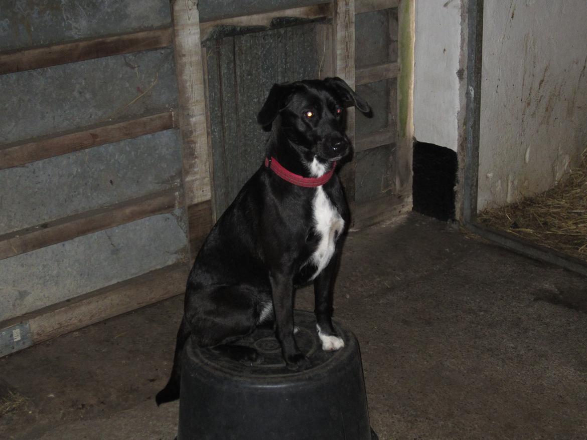 Blanding af racer Vicki - Mange tak fordi i så med - her ses Vicki på 'tønden', hvor hun får øje på en kat. :)  billede 20