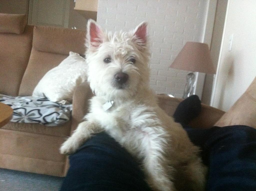 West highland white terrier Bastian - Sidder lige og "troner" lidt på fars ben :o) billede 14