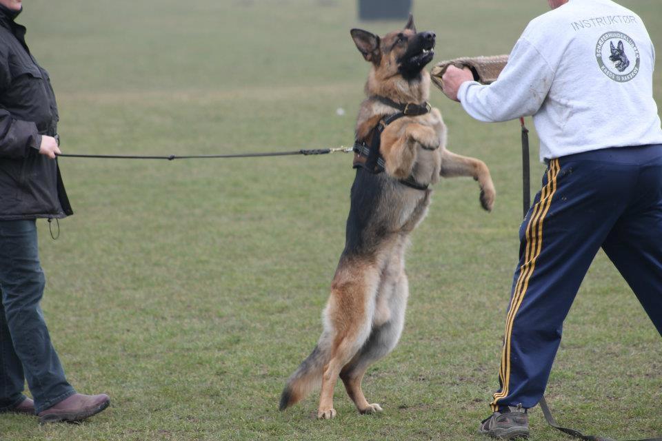 Schæferhund Rapi Nando billede 1