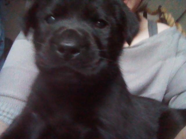 Labrador retriever Uffe billede 1