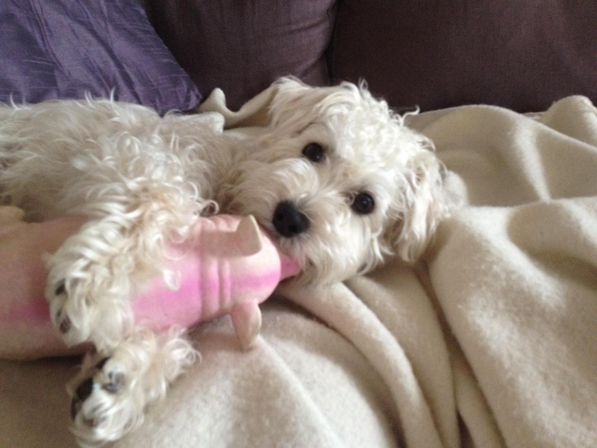 Blanding af racer Carsten - Med sit bedste legetøj, Øffi.   billede 1