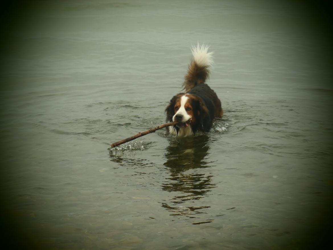 Blanding af racer Sofus R.I.P sept 2014 billede 12