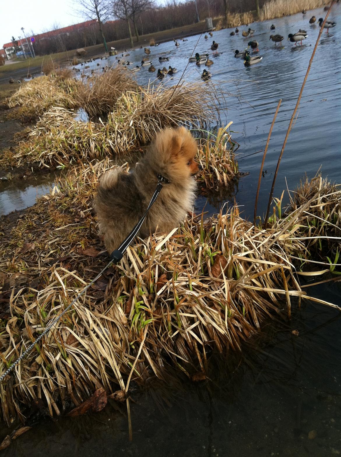 Pomeranian Charlie billede 12