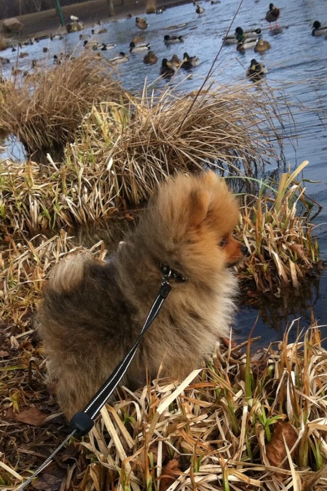 Pomeranian Charlie billede 13