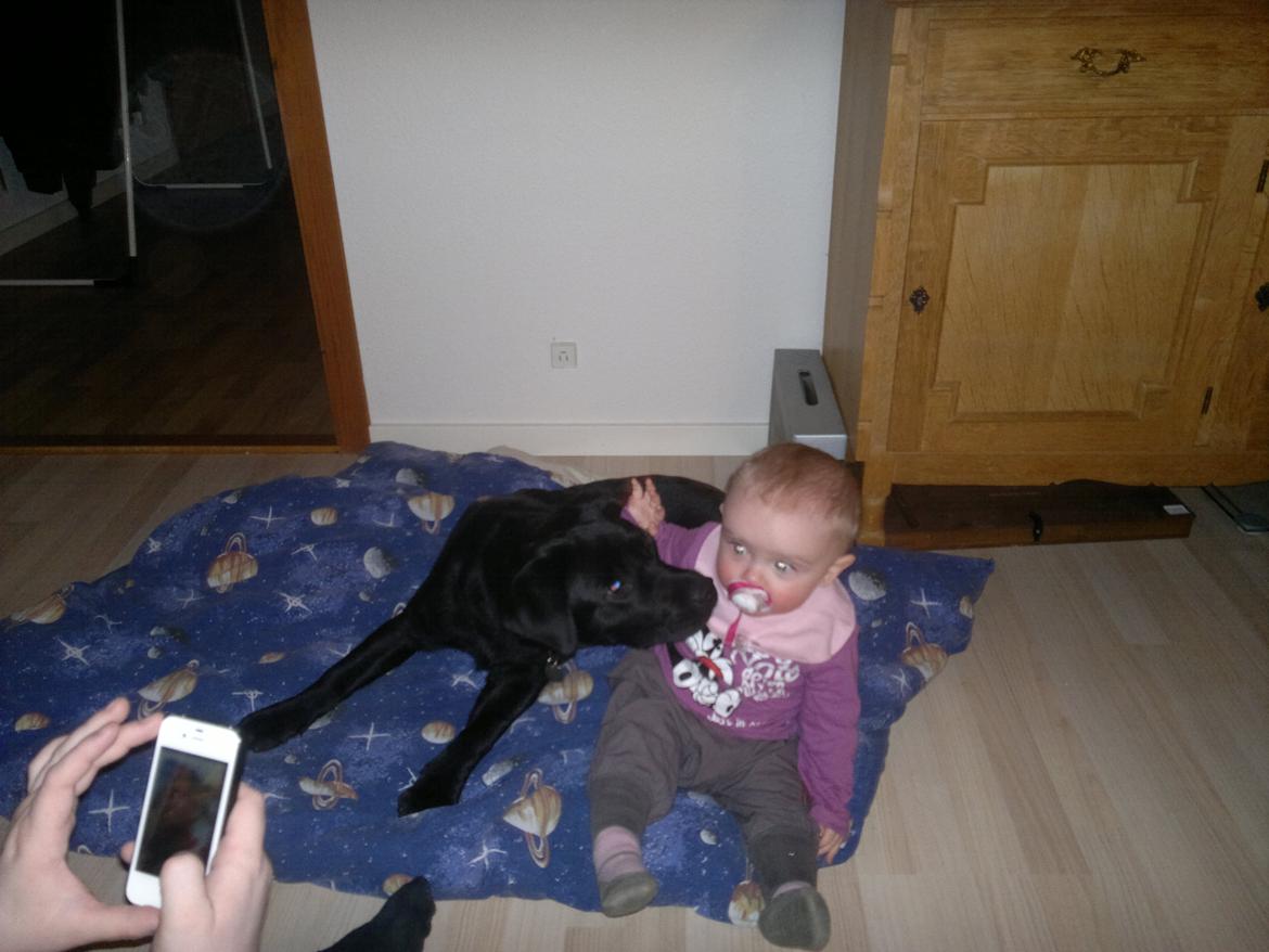 Labrador retriever Tess billede 15