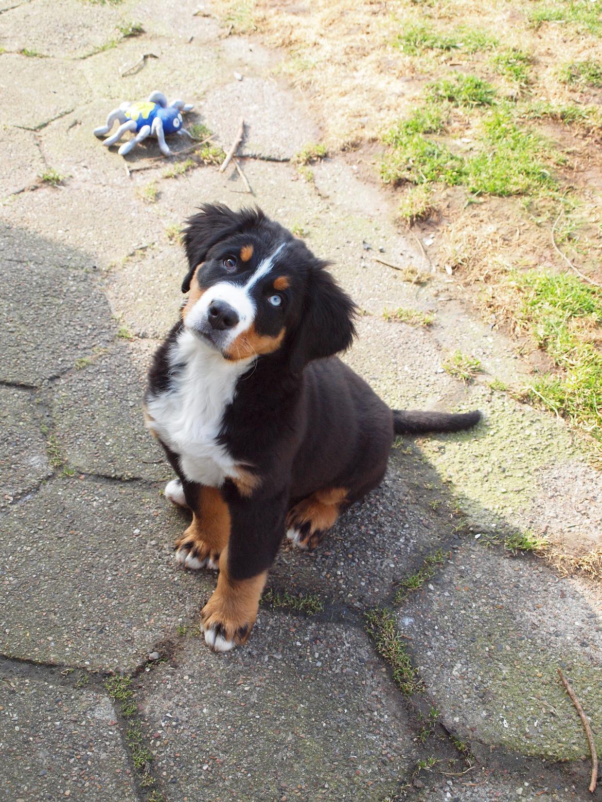 Berner sennenhund Bernerstuens Belle (Blue) - Hvad siger du mor??! billede 15