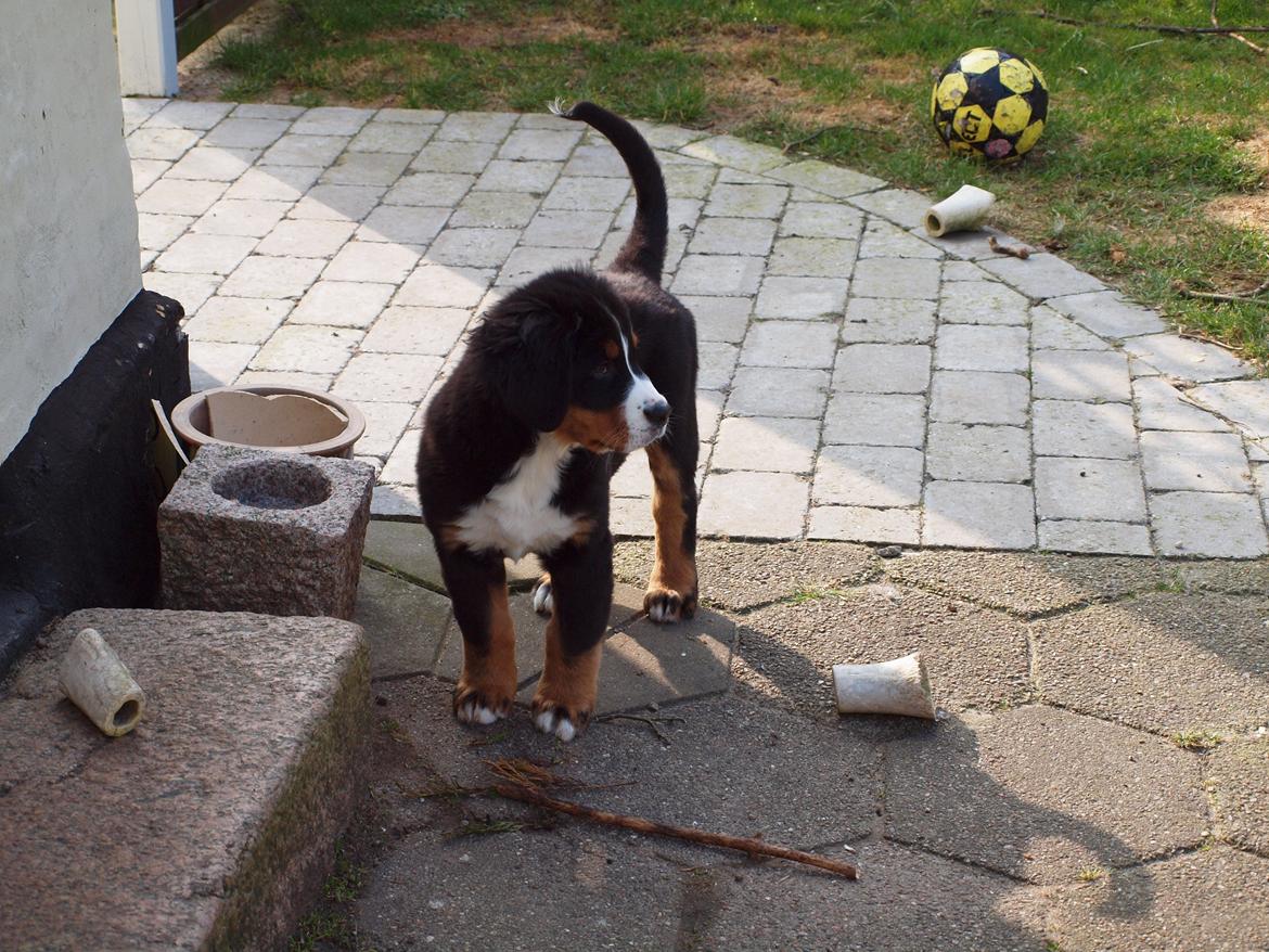 Berner sennenhund Bernerstuens Belle (Blue) billede 16