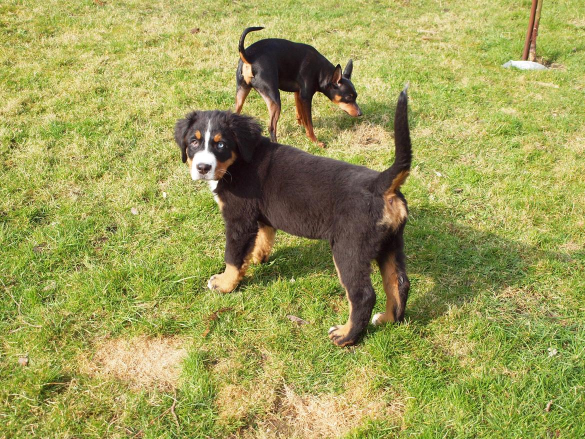 Berner sennenhund Bernerstuens Belle (Blue) billede 17