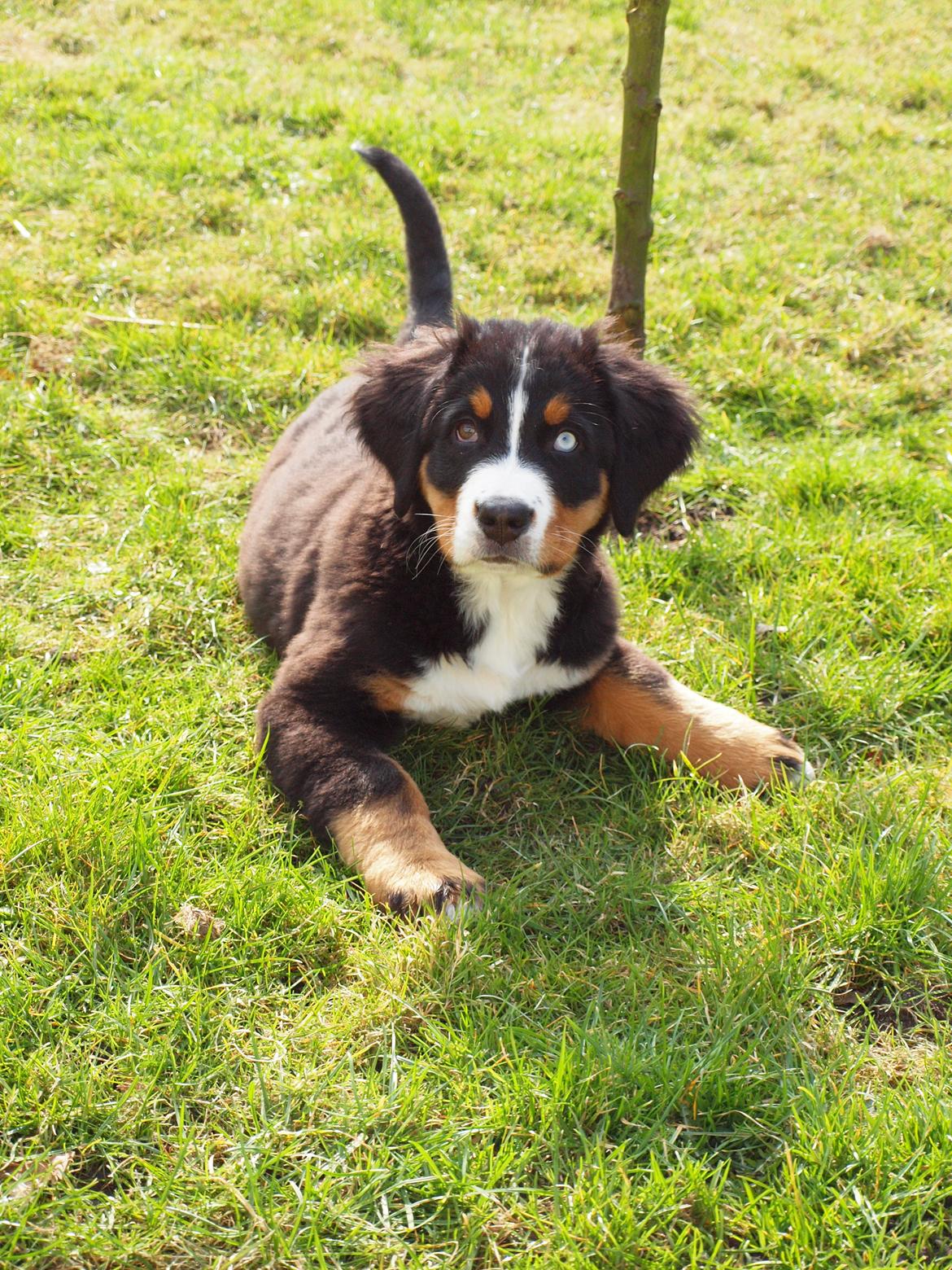 Berner sennenhund Bernerstuens Belle (Blue) - Smukke Blue <3 billede 18