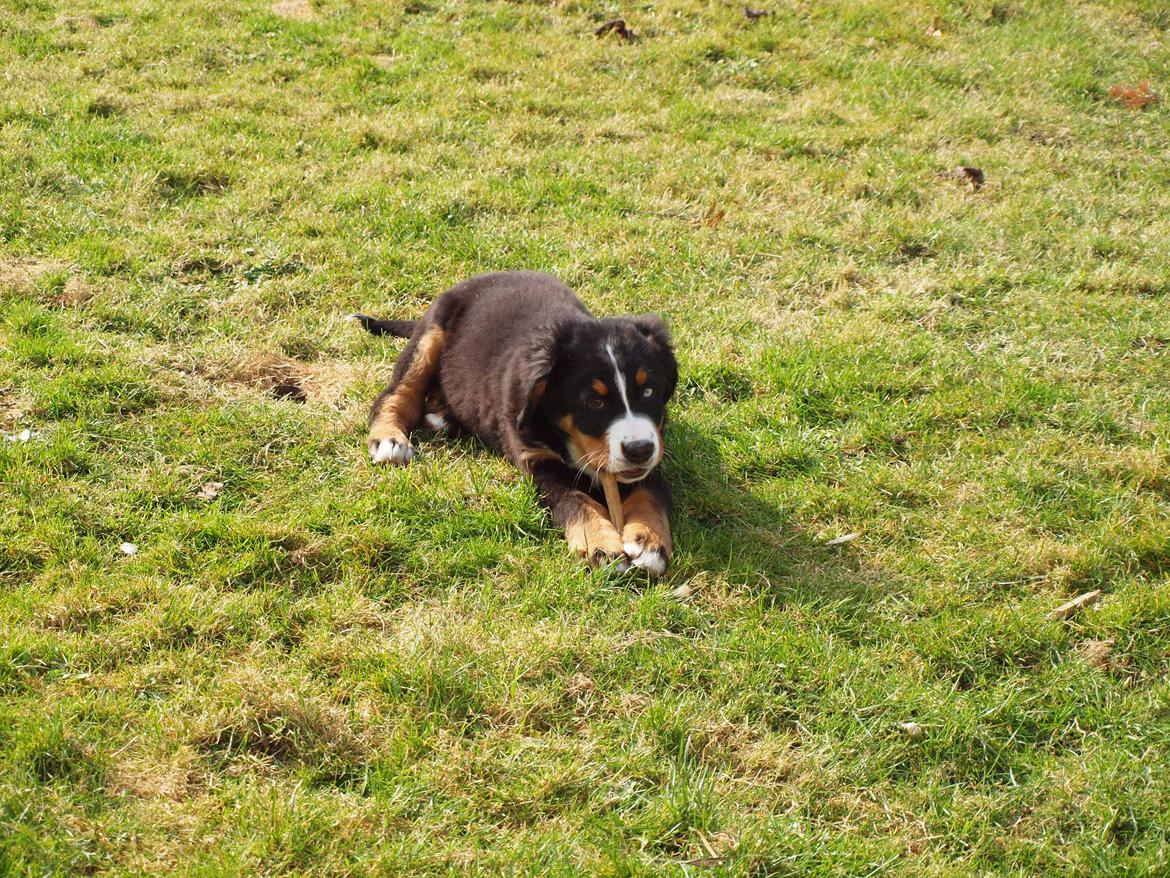 Berner sennenhund Bernerstuens Belle (Blue) billede 19