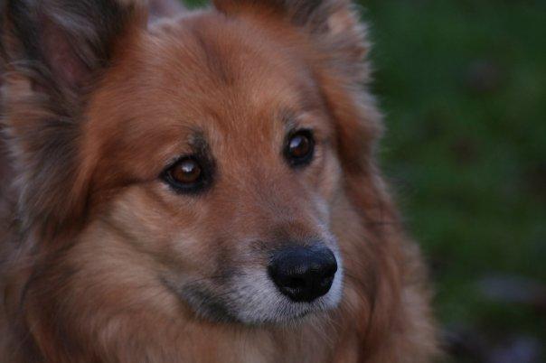 Islandsk fårehund Lucky billede 1