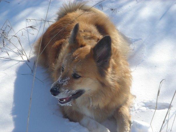 Islandsk fårehund Lucky - Lucky nyder sneen billede 11