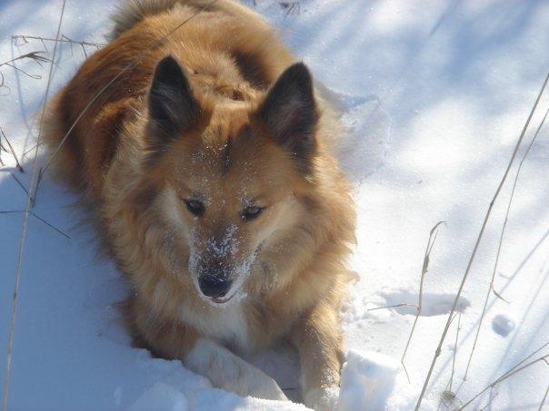 Islandsk fårehund Lucky billede 13