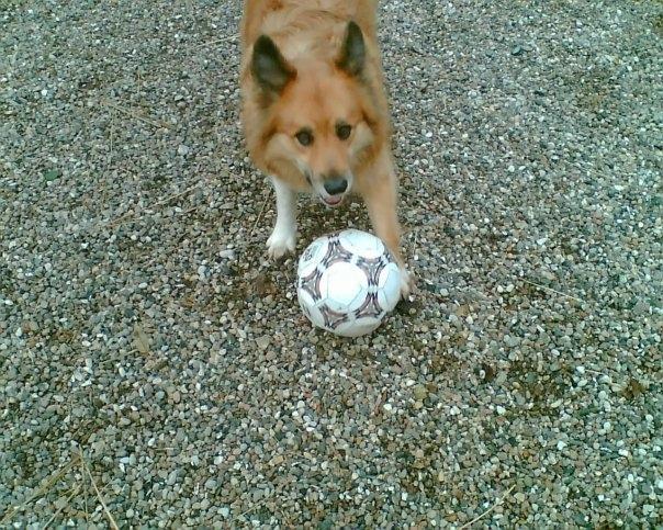 Islandsk fårehund Lucky - Kom nu og spil med mig billede 3