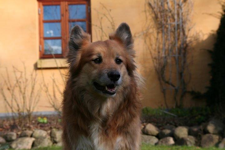 Islandsk fårehund Lucky - Vogter over sin gård billede 5