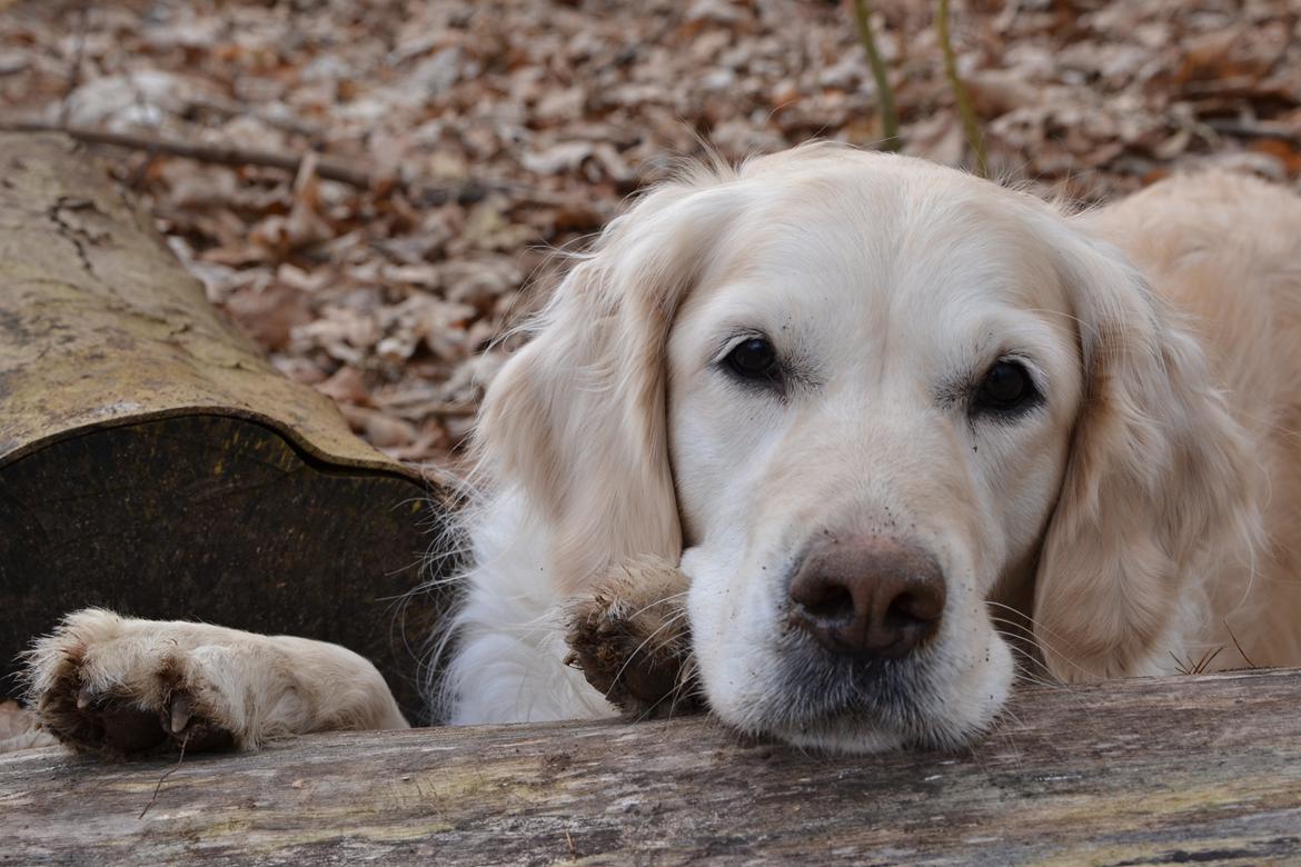 Golden retriever Méllon - I skoven billede 3