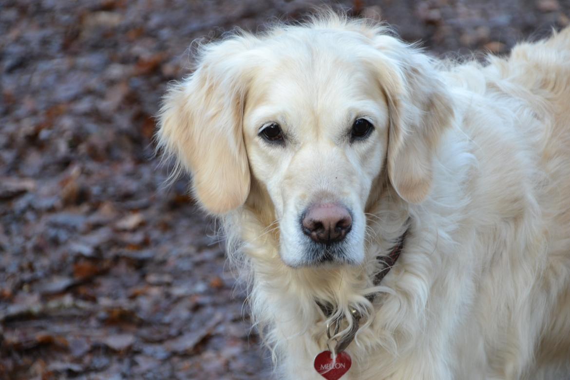 Golden retriever Méllon billede 4