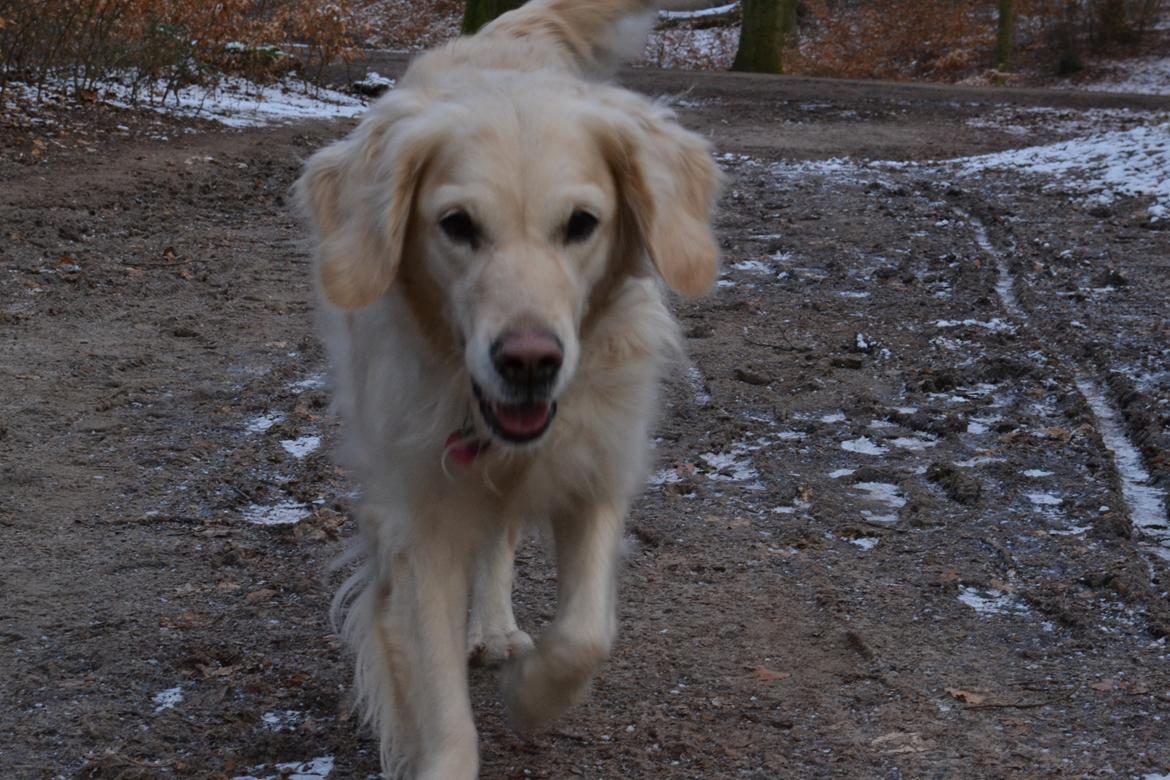 Golden retriever Méllon billede 5